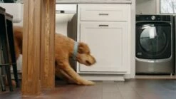 Stella & Chewy's Freeze-Dried Raw Meal Mixers Stella's Super Beef For Dogs [99g] -MRPETS Shop 1294062052 c636ff13fbe2654517068757c6480de451192cf07443007e6 640 1 2