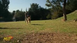 Nerf Dog Tennis Ball Blaster [Medium] -MRPETS Shop 1319681250 60935aed9a2783d7a694c5e3aa22dd5c433ef39cc2d13f10d439e04911e8a0cf d 640 2