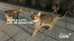 Nutrience Care Sensitive Skin & Stomach Dog Food [5lb] -MRPETS Shop 1319759480 89442442414769da4c8d4700472f53c899cef4cffb7d7eb6a97843108ede0473 d 295x166 1 1