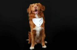 RC Pets Halo Reflective Bandana, SM/MD -MRPETS Shop halobandana2