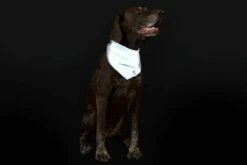 RC Pets Halo Reflective Bandana, SM/MD -MRPETS Shop halobandana3