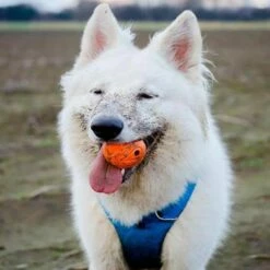 Chuckit! The Whistler Ball [Small - 2 Pack] -MRPETS Shop whistler 1